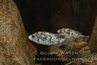 Paralabidichromis paucidens