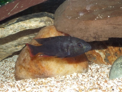 Paralabidichromis paucidens