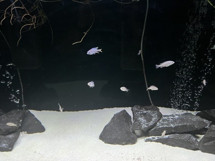 Paralabidichromis paucidens