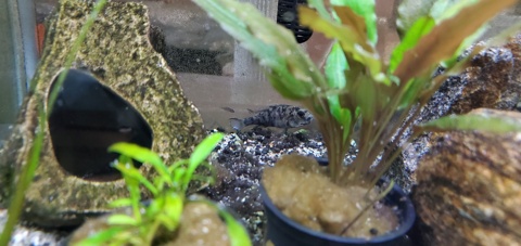 Paralabidichromis paucidens