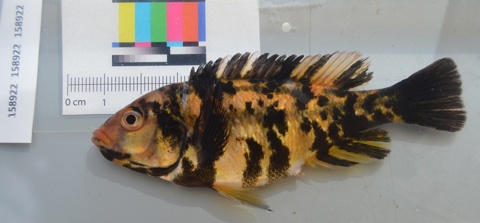 Astatotilapia barbarae
