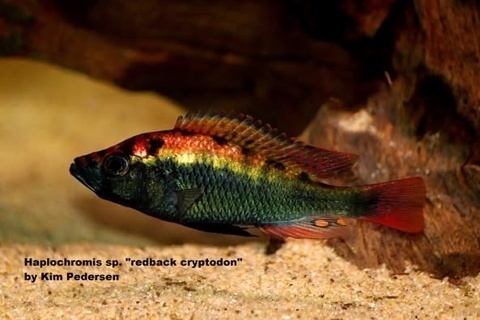 Lipochromis sp. 'black cryptodon'