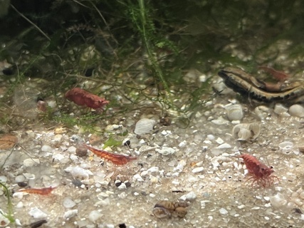 Neocaridina davidi 'Cherry Shrimp'