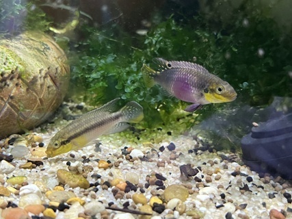 Pelvicachromis subocellatus