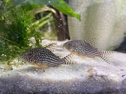 Corydora sterbai