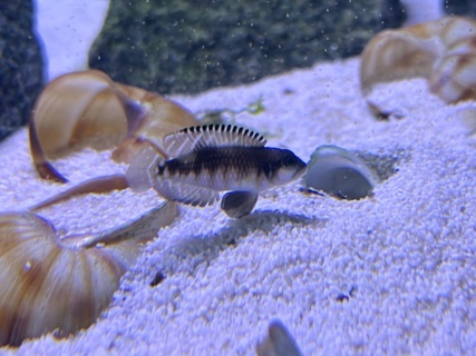 Lamprologus speciosus
