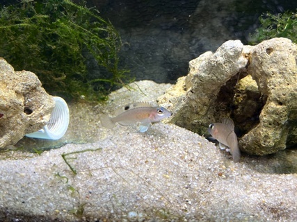 Neolamprologus kungweensis