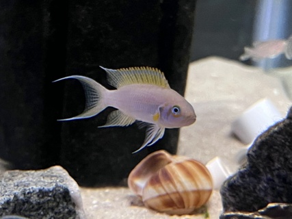 Neolamprologus pulcher 'Kantalamba' F1