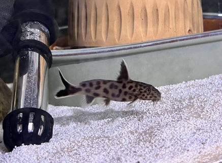 Synodontis lucipinnis