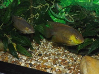 Amatitlania altoflava