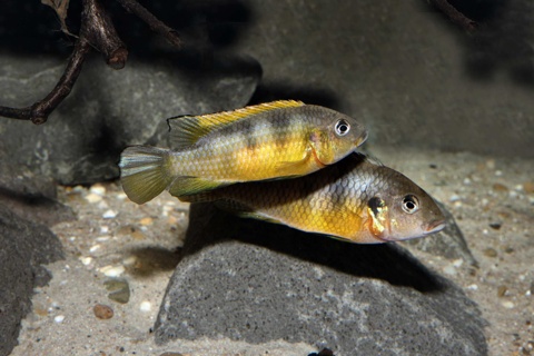 Benitochromis ufermanni Mundemba
