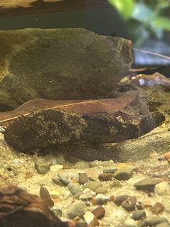 Ancistrus cf. cirrhosus