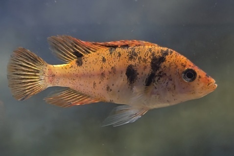 Paralabidochromis sp. 'red fin piebald'