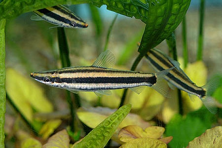 Anostomus ternetzi