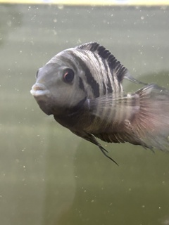 Archocentrus nigrofasciatus