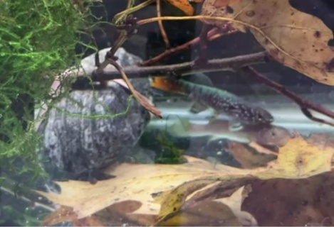 Fundulopanchax sjoestedti 'Oteri x PDS'