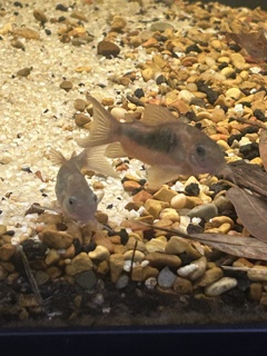 Corydoras aeneus