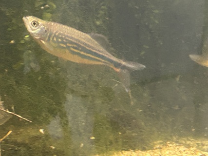 Devario Aequipinnatus