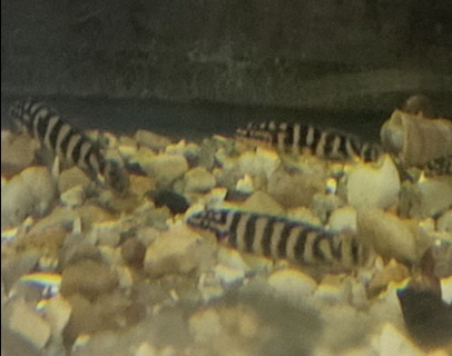 Julidochromis transcriptus