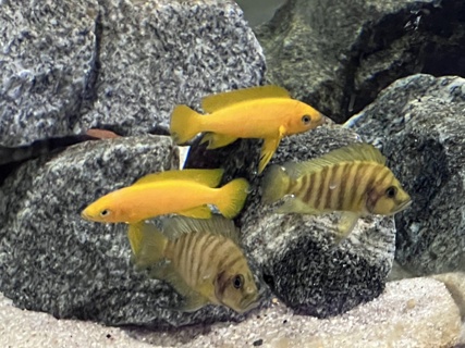 Neolamprologus leleupi