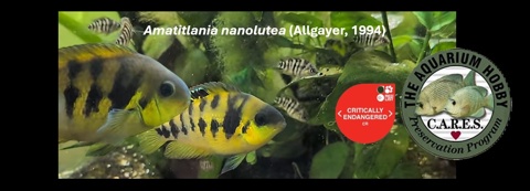 Amatitlania nanolutea