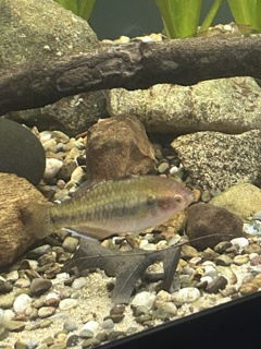 Hypseleotris Compressa