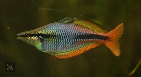 Melanotaenia Goldiei