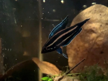 Parosphromenus cf. phoenicurus