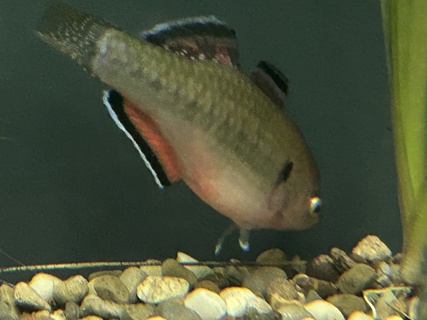 Hypseleotris Compressa