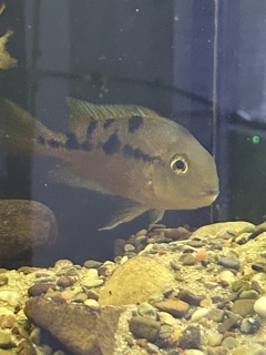 Hypsophrys Nicaraguensis