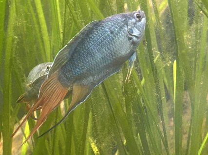 Macropodus opercularis