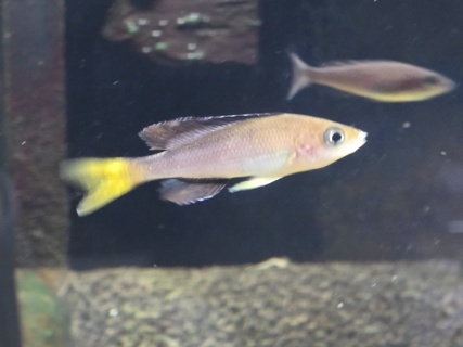 Cyprichromis leptosoma "Black Bee"