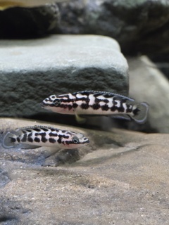 Julidochromis transcriptus Zambia