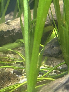 Mastacembelus Armatus