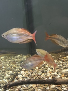 Melanotaenia Splendida Splendida