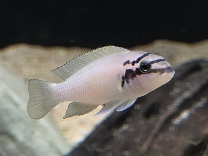 Julidochromis brichardi