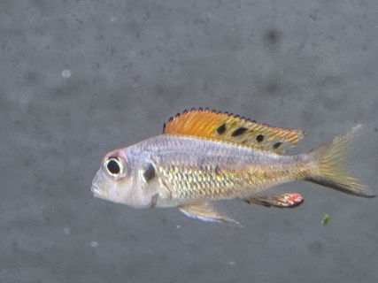 Callochromis melanostigma