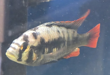 Haplochromis sp. 'cherry fin'