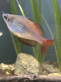 Melanotaenia Splendida Splendida