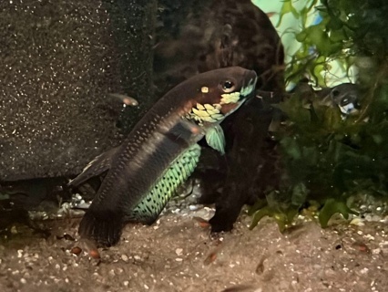 Betta pallifina 'Mahakam Red' F1