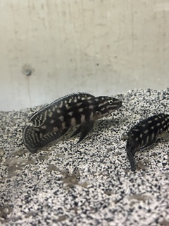 Julidochromis marlieri