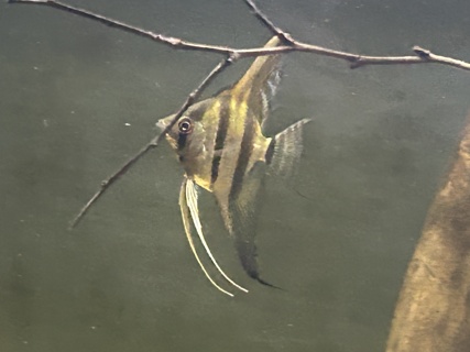 Pterophyllum scalare