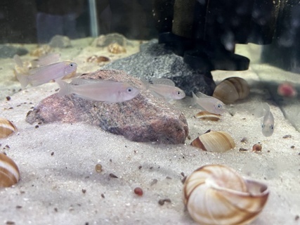 Neolamprologus calliurus