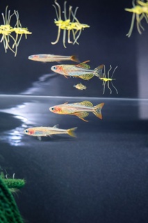 Pseudomugil gertrudae