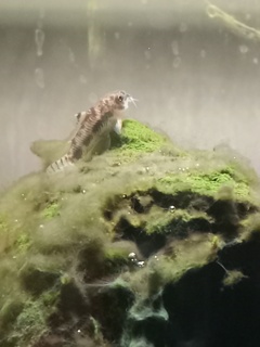 Corydoras Hasbrosus