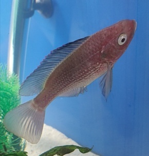 Oreochromis esculentus