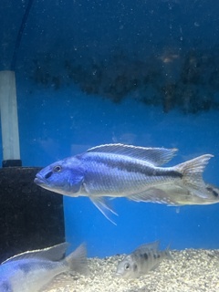 Champsochromis spilorhynchus