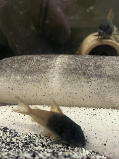 Hoplisoma sp. aff. concolor Rio Tomo CW217