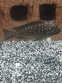 Petrochromis trewavasae Moliro