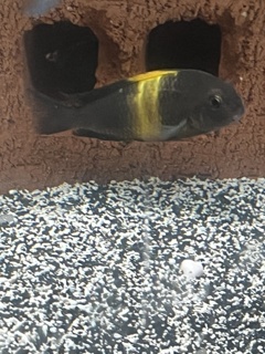 Tropheous moorii Bemba